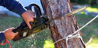 Best Commercial Tree Services  in Vienna, IL