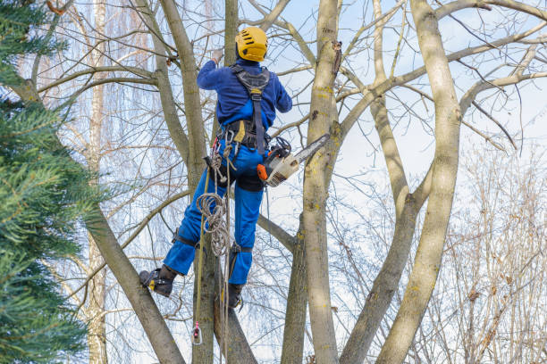 Tree and Shrub Care in Vienna, IL