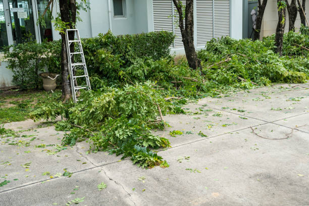 Best Tree Health Inspection  in Vienna, IL