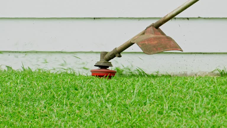 Reliable Vienna, IL Tree Services Solutions