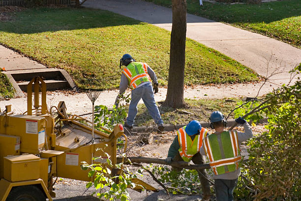Best Organic Lawn Care Solutions  in Vienna, IL