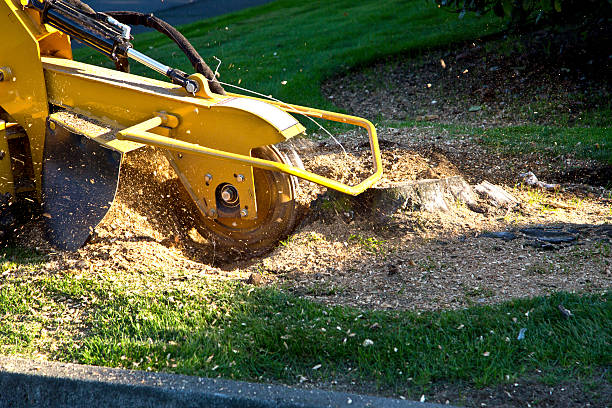 How Our Tree Care Process Works  in  Vienna, IL