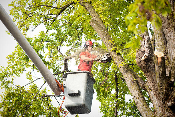 Best Hazardous Tree Removal  in Vienna, IL