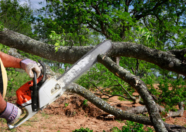 Best Firewood Processing and Delivery  in Vienna, IL